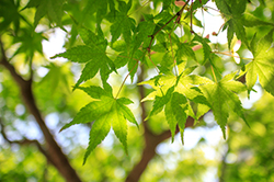 プライバシー保護